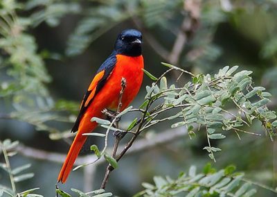 Scarlet Minivet